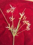 purple-nut-sedge-3