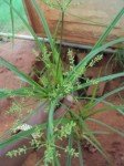 finger-flat-sedge-3 finger-flat-sedge-3