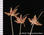 water-grass-3 water-grass-3