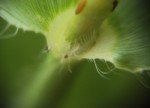 smooth-crab-grass-1