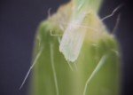 smooth-crab-grass-2