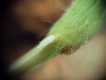 smooth-crab-grass-3