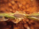 smooth-crab-grass-4