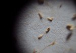 bugs-egg-grass-1
