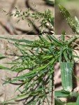 bugs-egg-grass-2