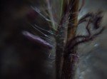 pili-grass-2