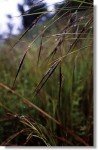 pili-grass-3