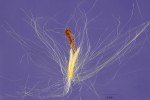 cogon-grass-lalang-grass-1 cogon-grass-lalang-grass-1