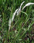 cogon-grass-lalang-grass-3 cogon-grass-lalang-grass-3