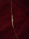 indian-muraina-grass-1