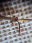 indian-muraina-grass-3