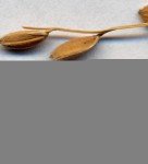 wild-rice-2
