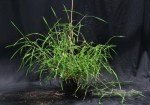 wild-rice-3