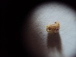 guinea-grass-1