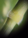 guinea-grass-4