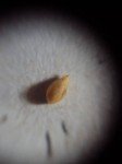 paspalidium-2