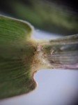paspalidium-3