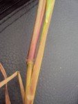dallisgrass-1
