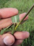 dallisgrass-2