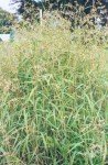 mauritian-grass-1 mauritian-grass-1