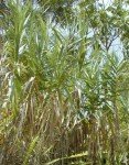 giant-reed-1