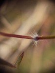 marvel-grass-4 marvel-grass-4