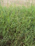 bermuda-grass-4