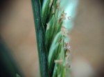 goose-grass-4 goose-grass-4