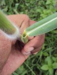 foxtail-millet-2