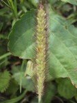 foxtail-millet-3
