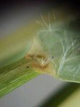 green-bristle-grass-3