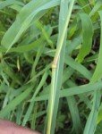 bristle-foxtail-2 bristle-foxtail-2