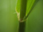 bristle-foxtail-3 bristle-foxtail-3