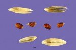 small-drop-seed-2 small-drop-seed-2
