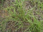 small-drop-seed-3 small-drop-seed-3