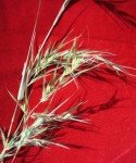 kangaroo-grass-3 kangaroo-grass-3