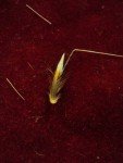 wild-oat-2