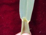 wild-oat-3