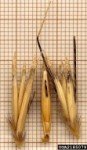 white-wild-oat-2