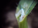 white-wild-oat-3