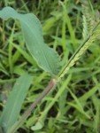 browntop-millet-3