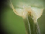 running-grass-2