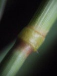 running-grass-3