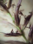 buffel-grass-2