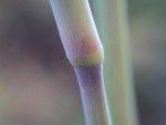 buffel-grass-3