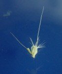 white-swollen-finger-grass-2 white-swollen-finger-grass-2