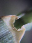 white-swollen-finger-grass-3 white-swollen-finger-grass-3