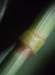 white-swollen-finger-grass-4 white-swollen-finger-grass-4