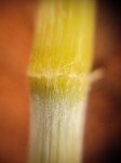 tiger-grass-1