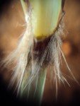 tiger-grass-3